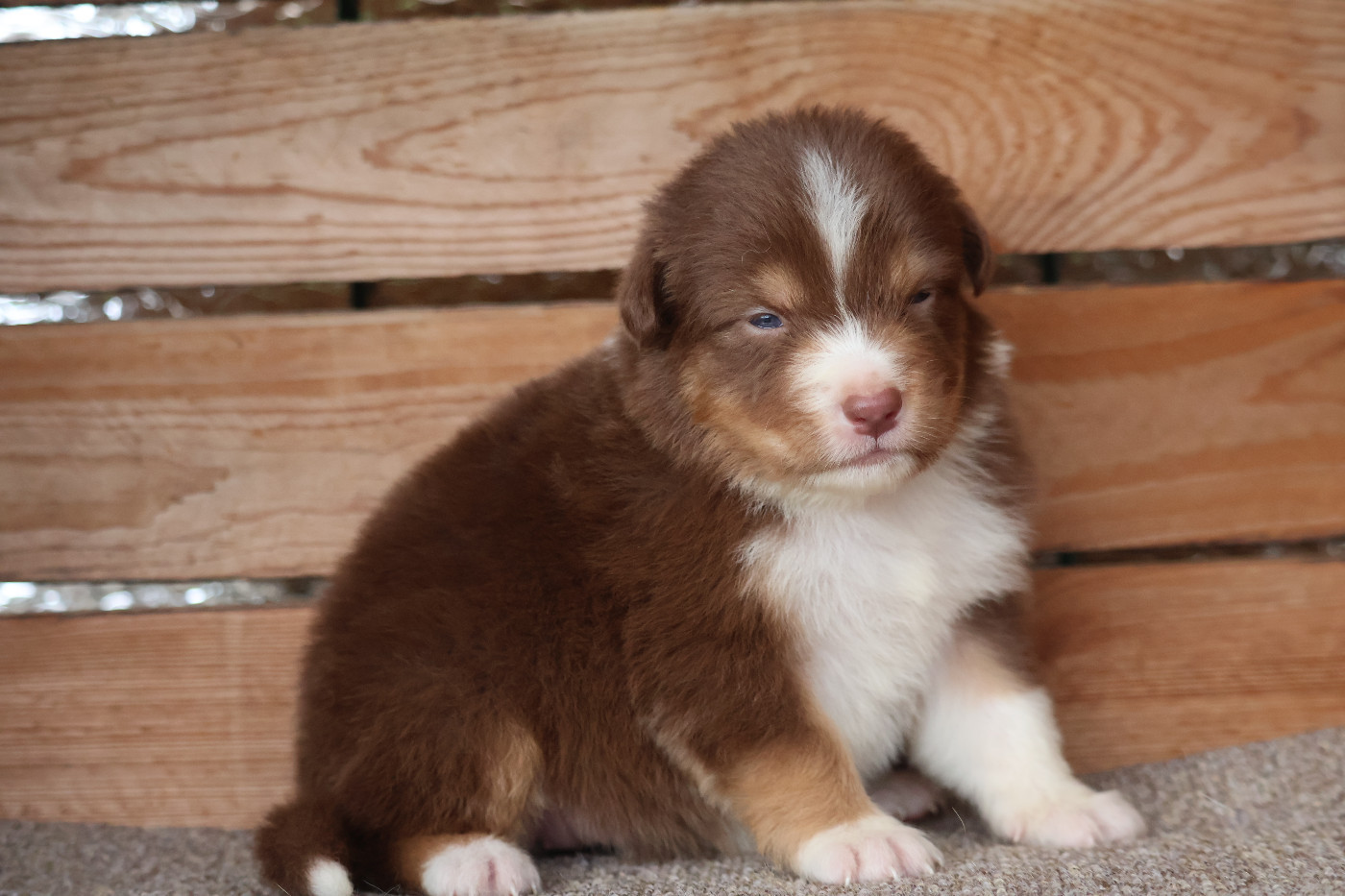 Des Highlands Du Sud - Chiots disponibles - Berger Australien