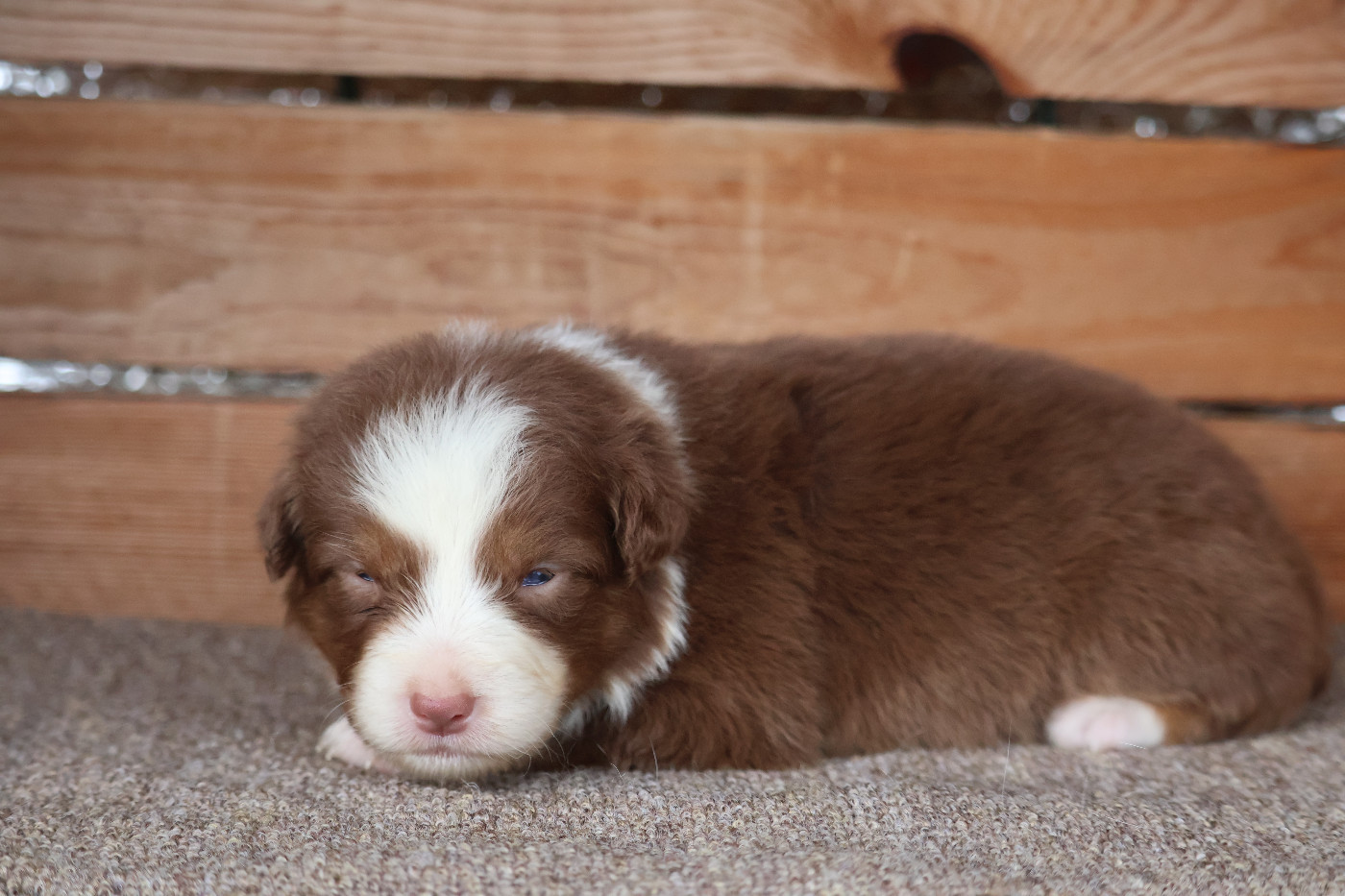 Des Highlands Du Sud - Chiots disponibles - Berger Australien