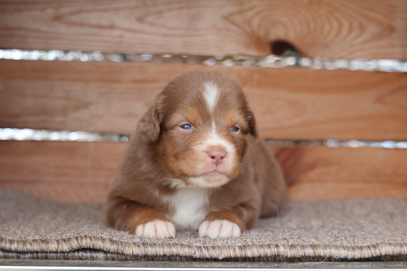 Des Highlands Du Sud - Chiots disponibles - Berger Australien