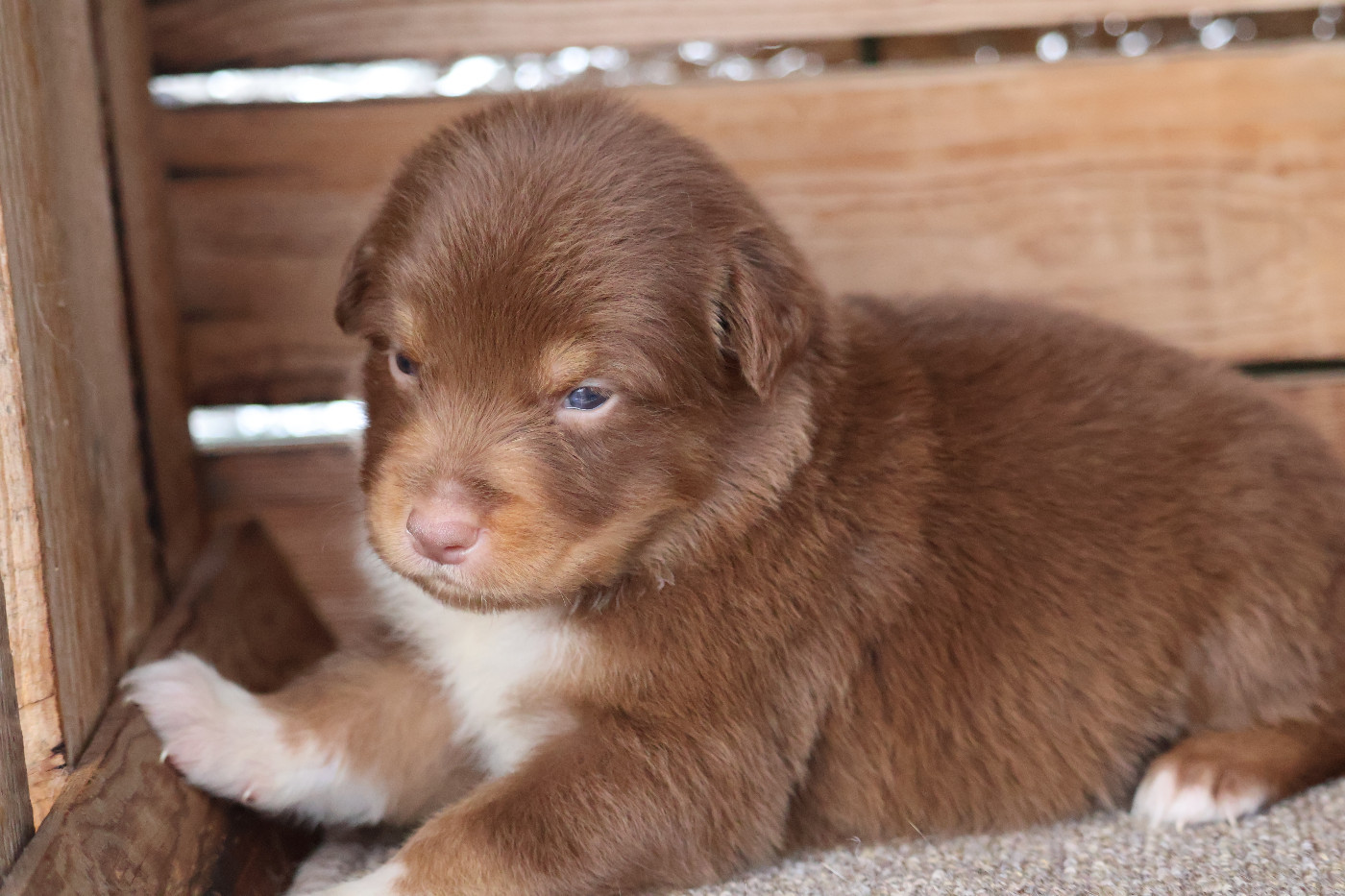 Des Highlands Du Sud - Chiots disponibles - Berger Australien