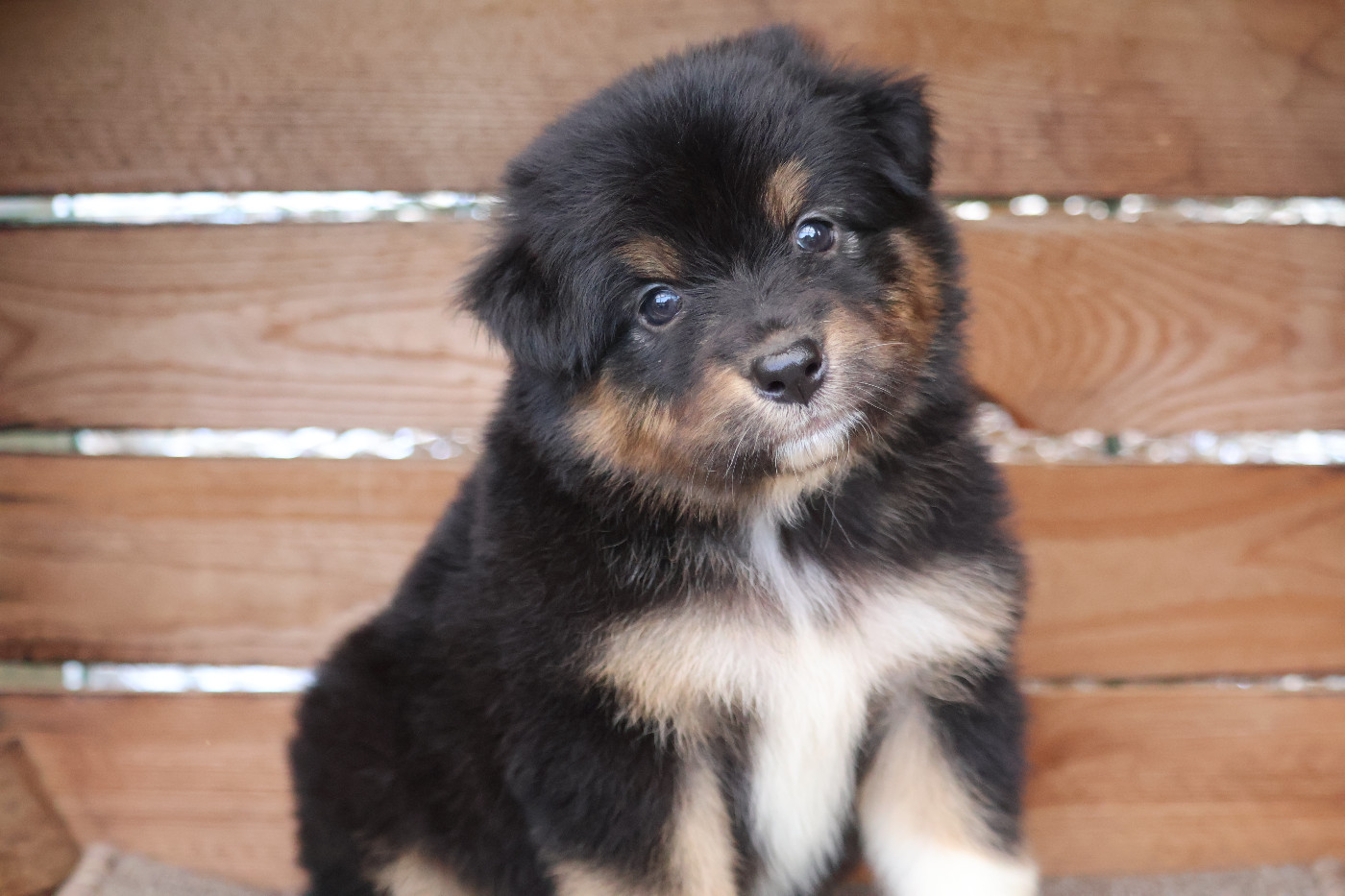 Des Highlands Du Sud - Chiots disponibles - Berger Australien