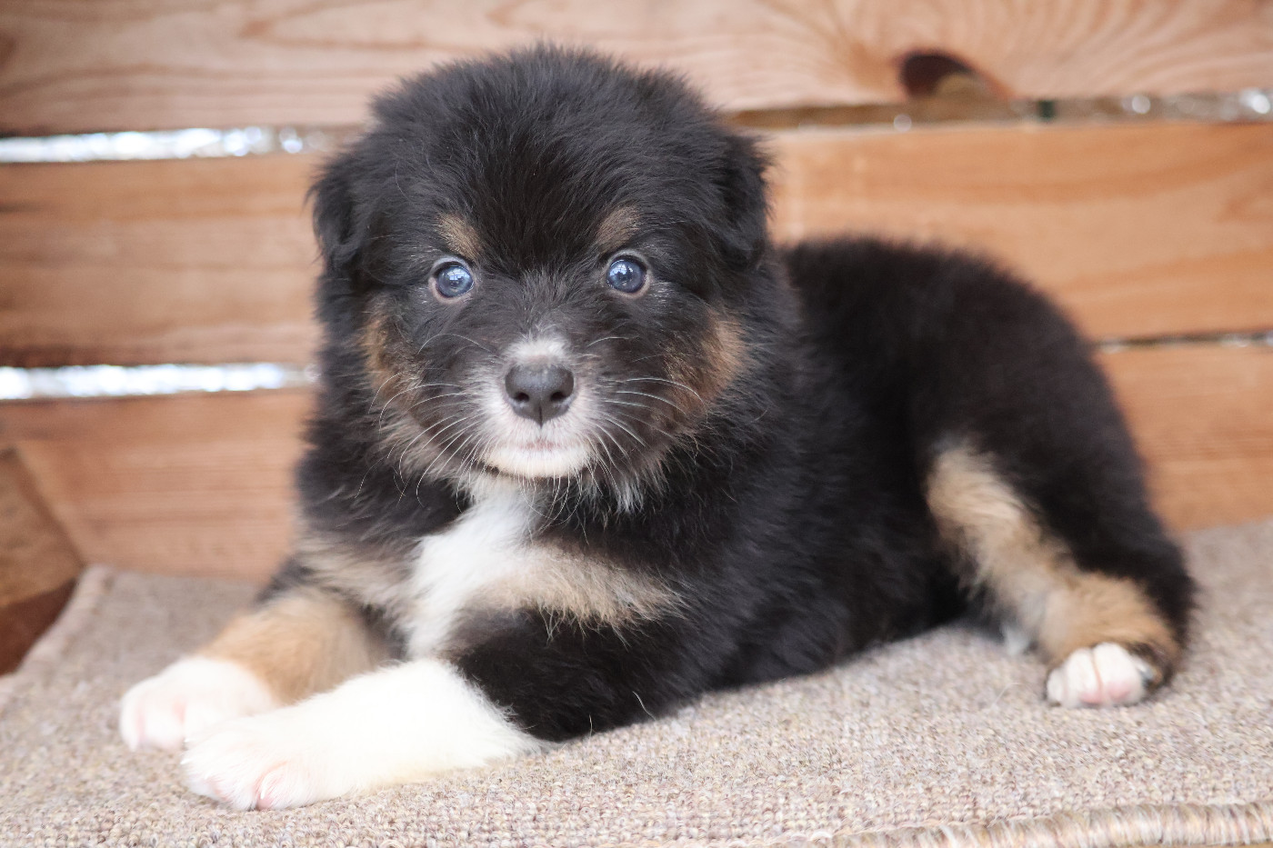 Des Highlands Du Sud - Chiots disponibles - Berger Australien