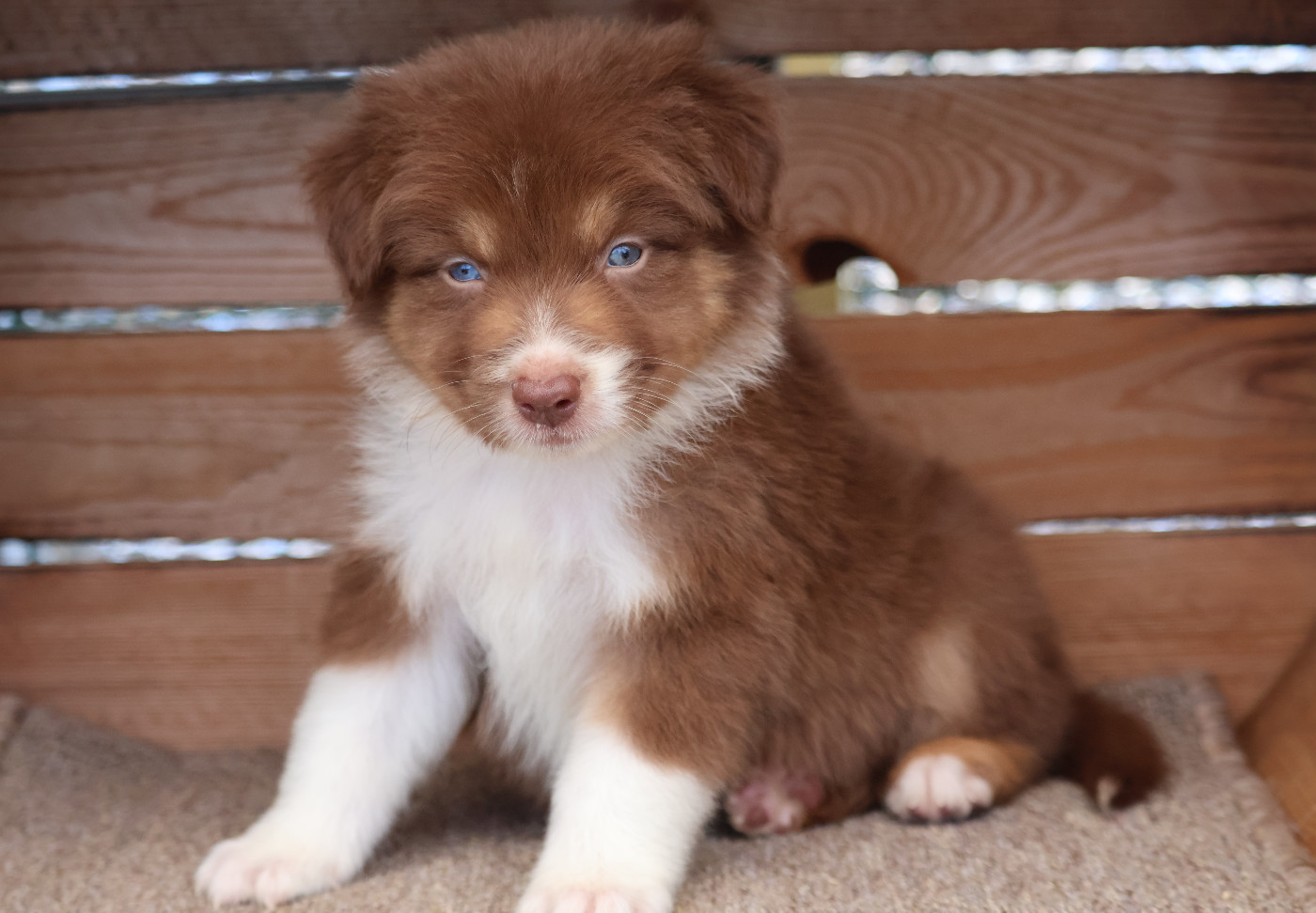 Des Highlands Du Sud - Chiots disponibles - Berger Australien