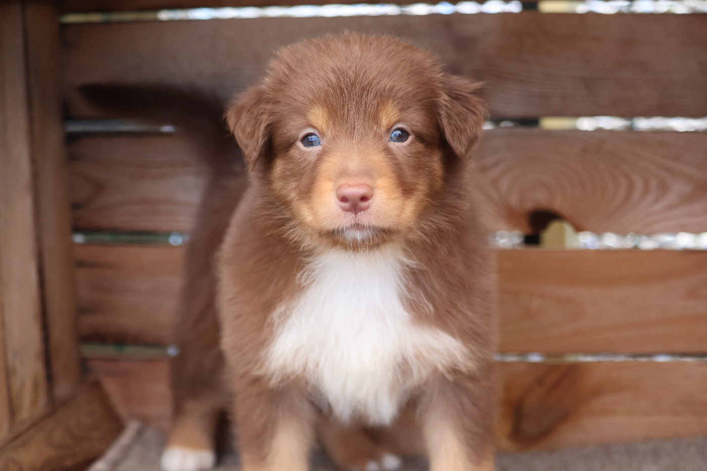 Des Highlands Du Sud - Chiots disponibles - Berger Australien