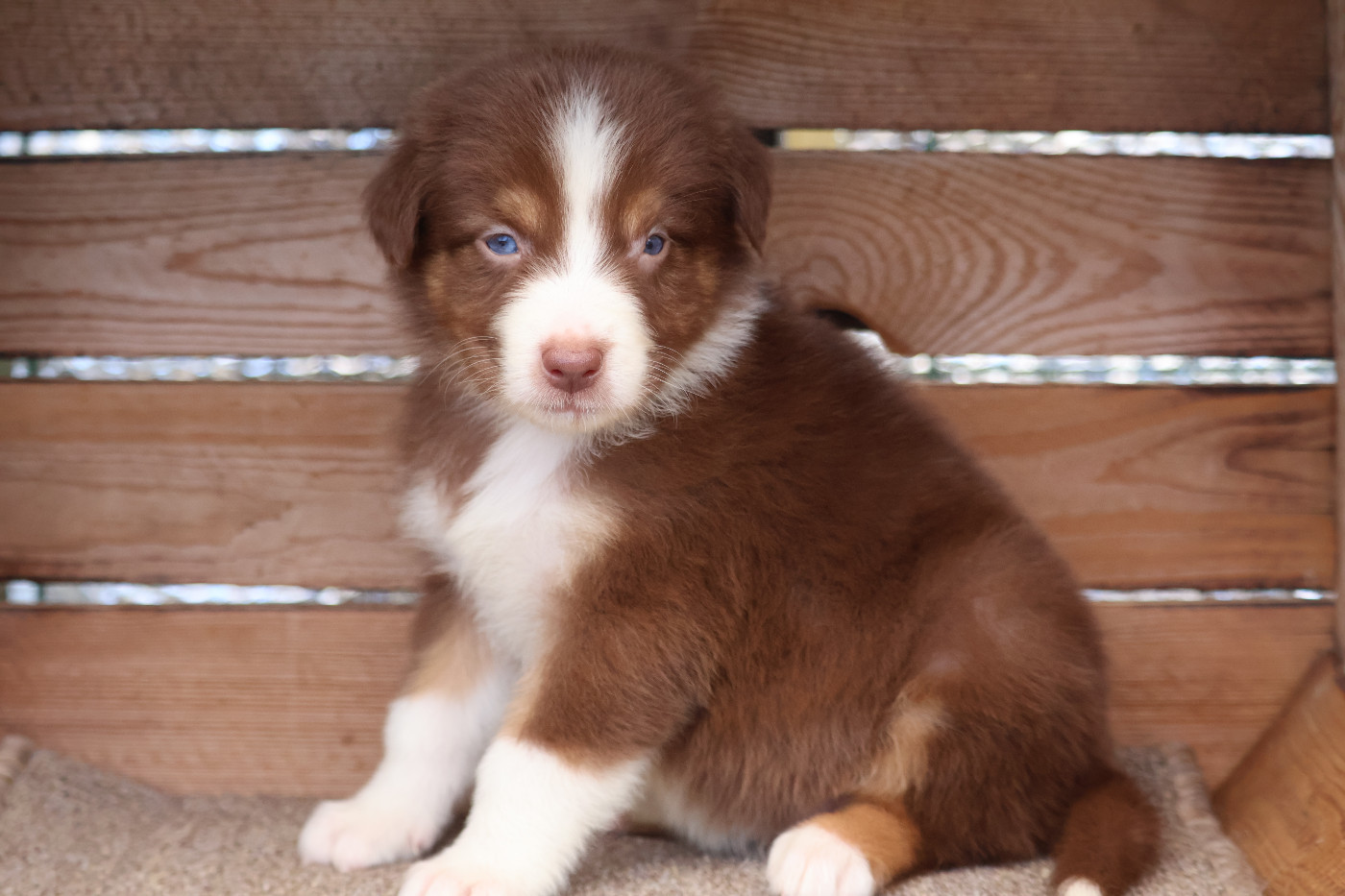 Des Highlands Du Sud - Chiots disponibles - Berger Australien