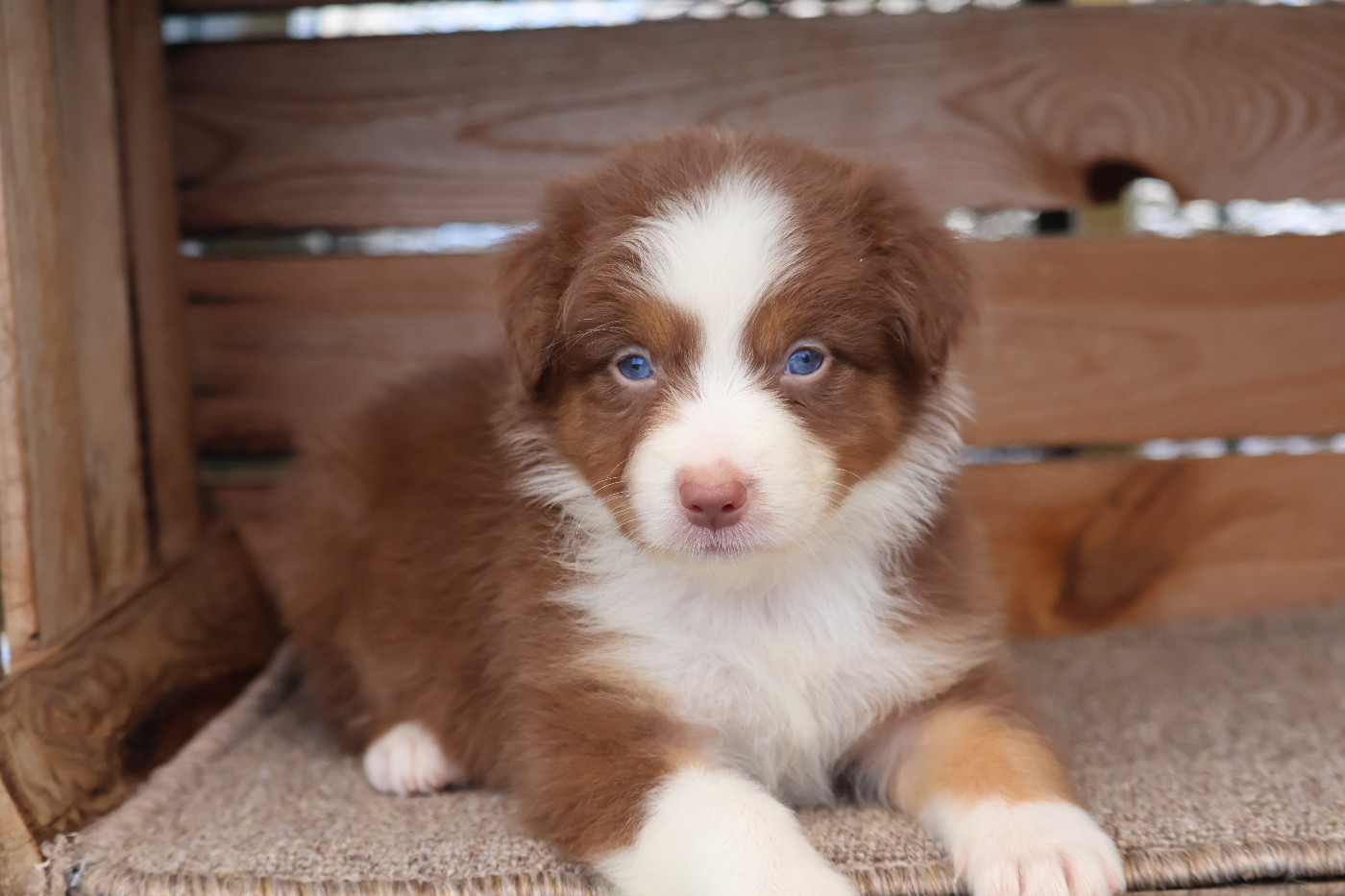Des Highlands Du Sud - Chiots disponibles - Berger Australien