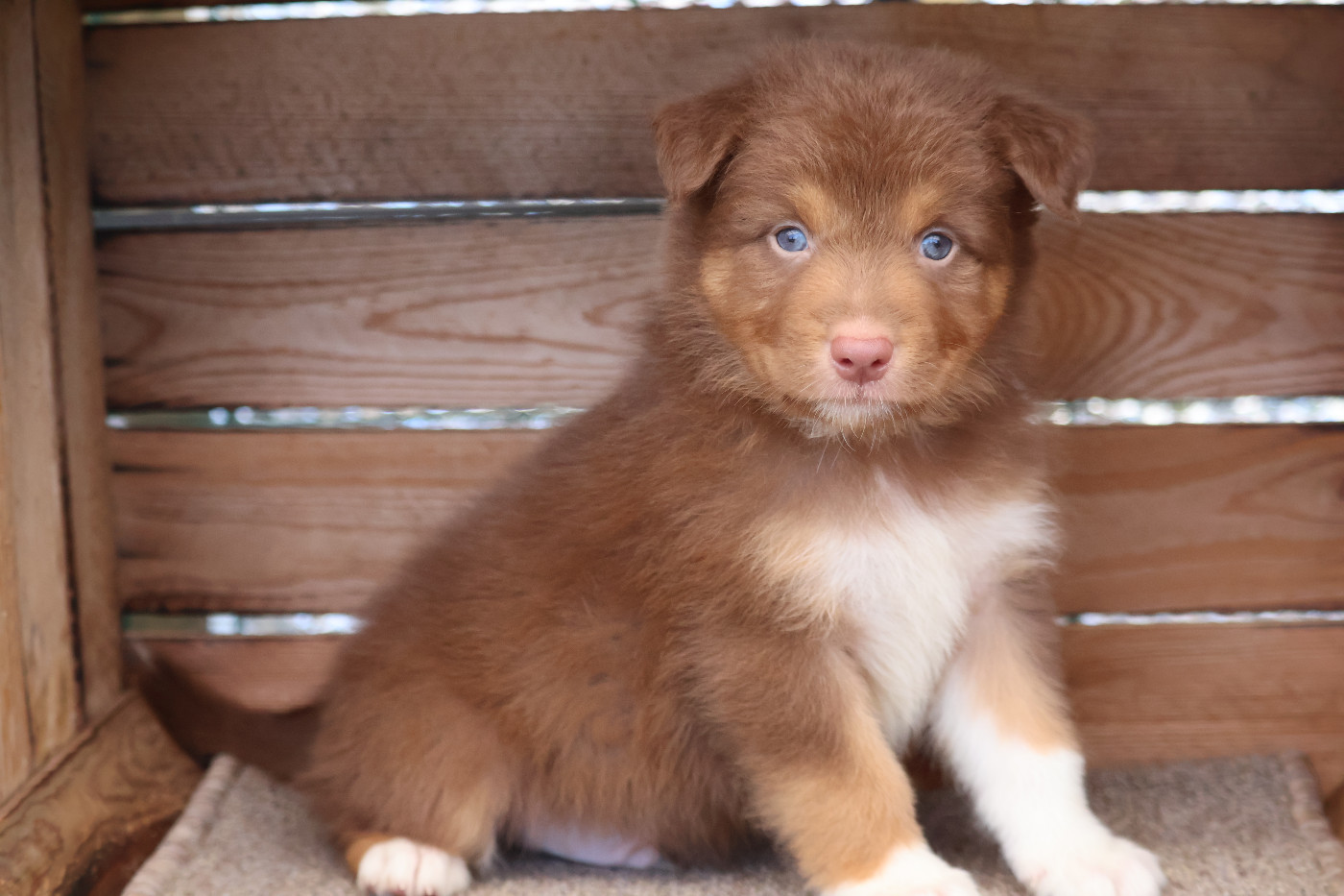 Des Highlands Du Sud - Chiots disponibles - Berger Australien