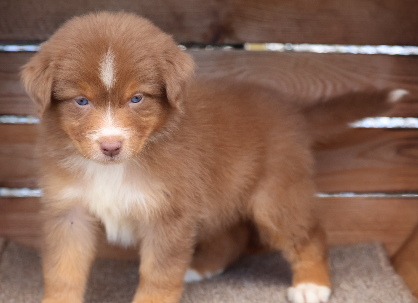 Des Highlands Du Sud - Chiots disponibles - Berger Australien