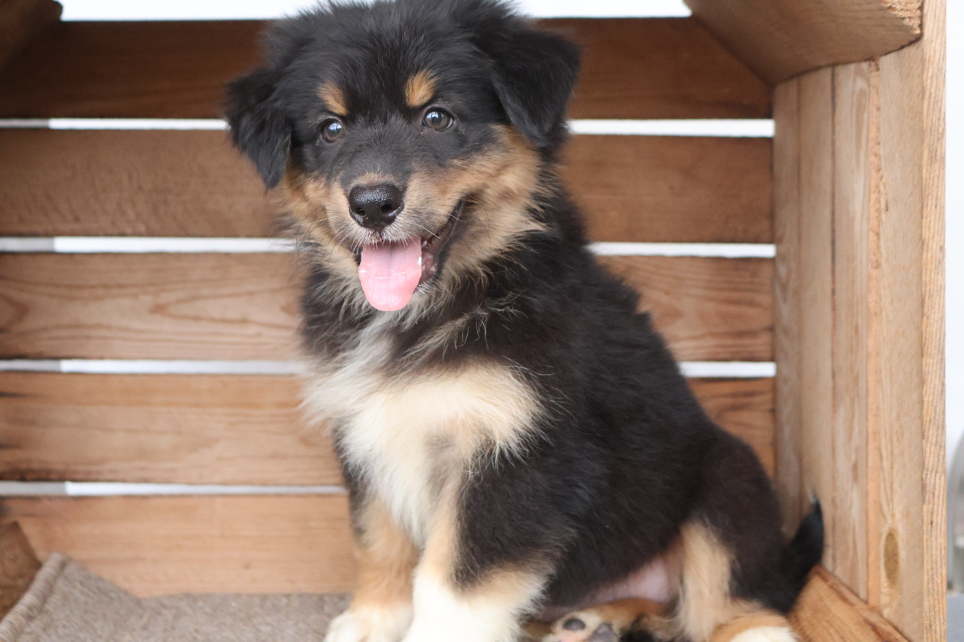 Des Highlands Du Sud - Chiots disponibles - Berger Australien