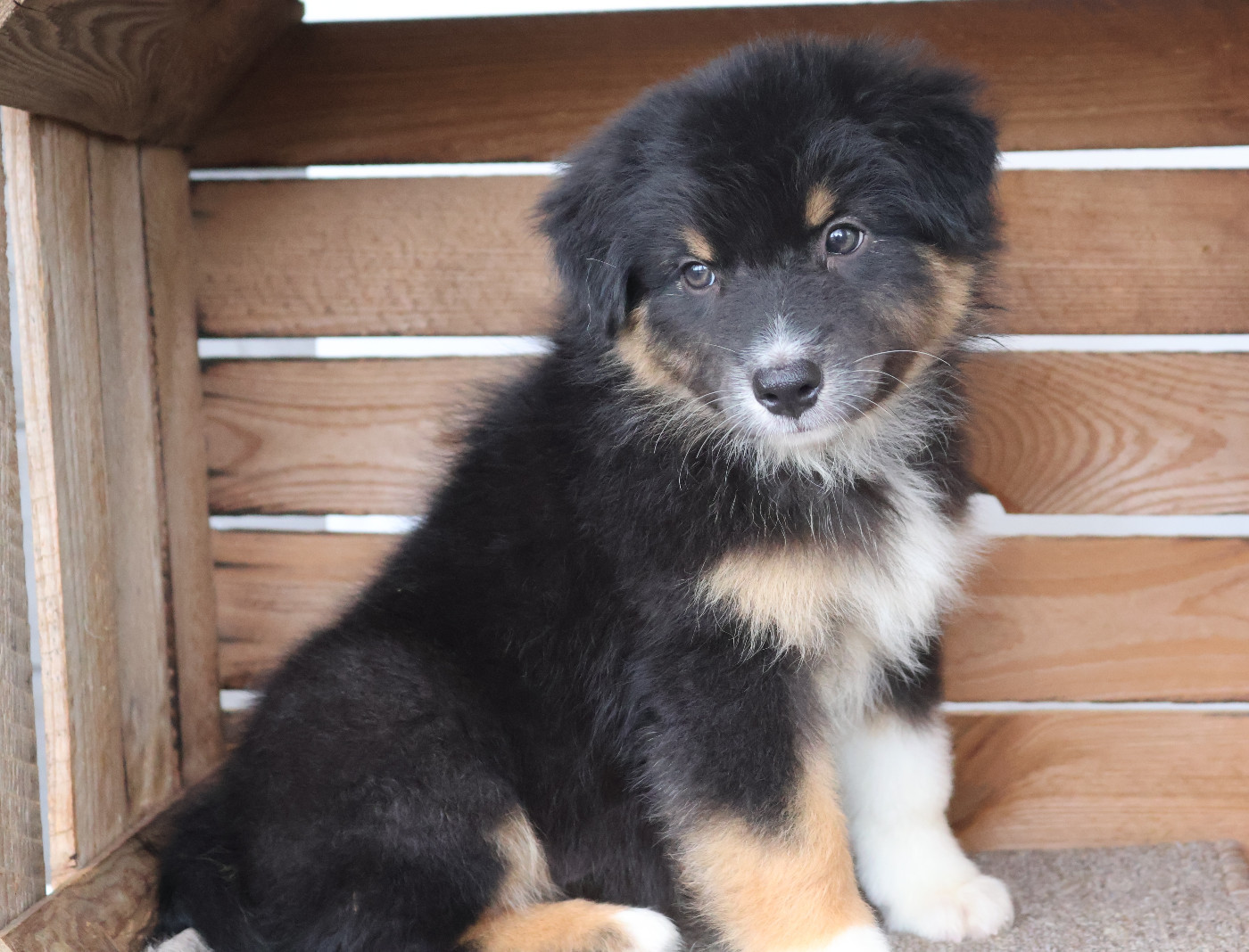 Des Highlands Du Sud - Chiots disponibles - Berger Australien