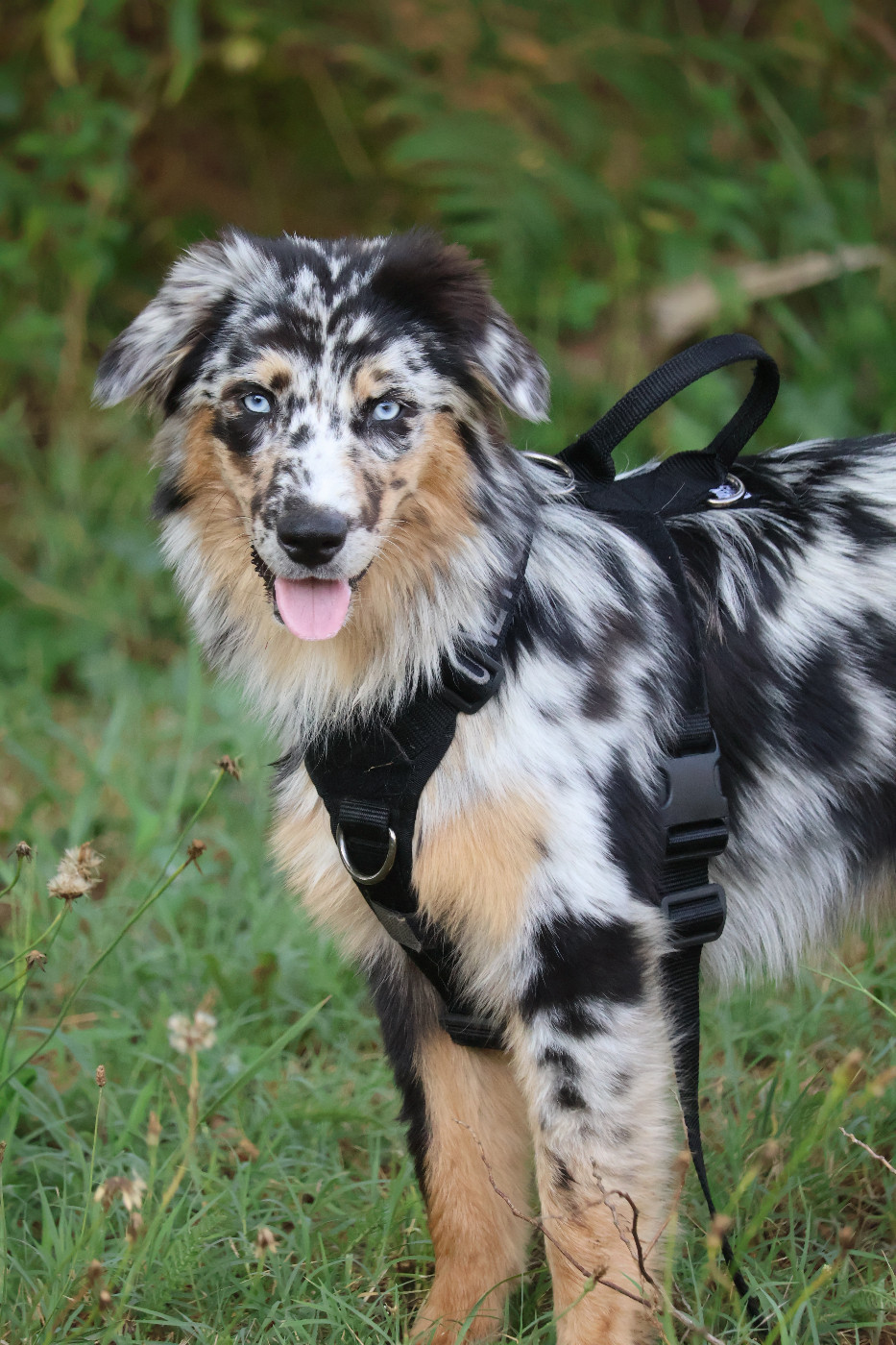 Des Highlands Du Sud - Chiots disponibles - Berger Australien