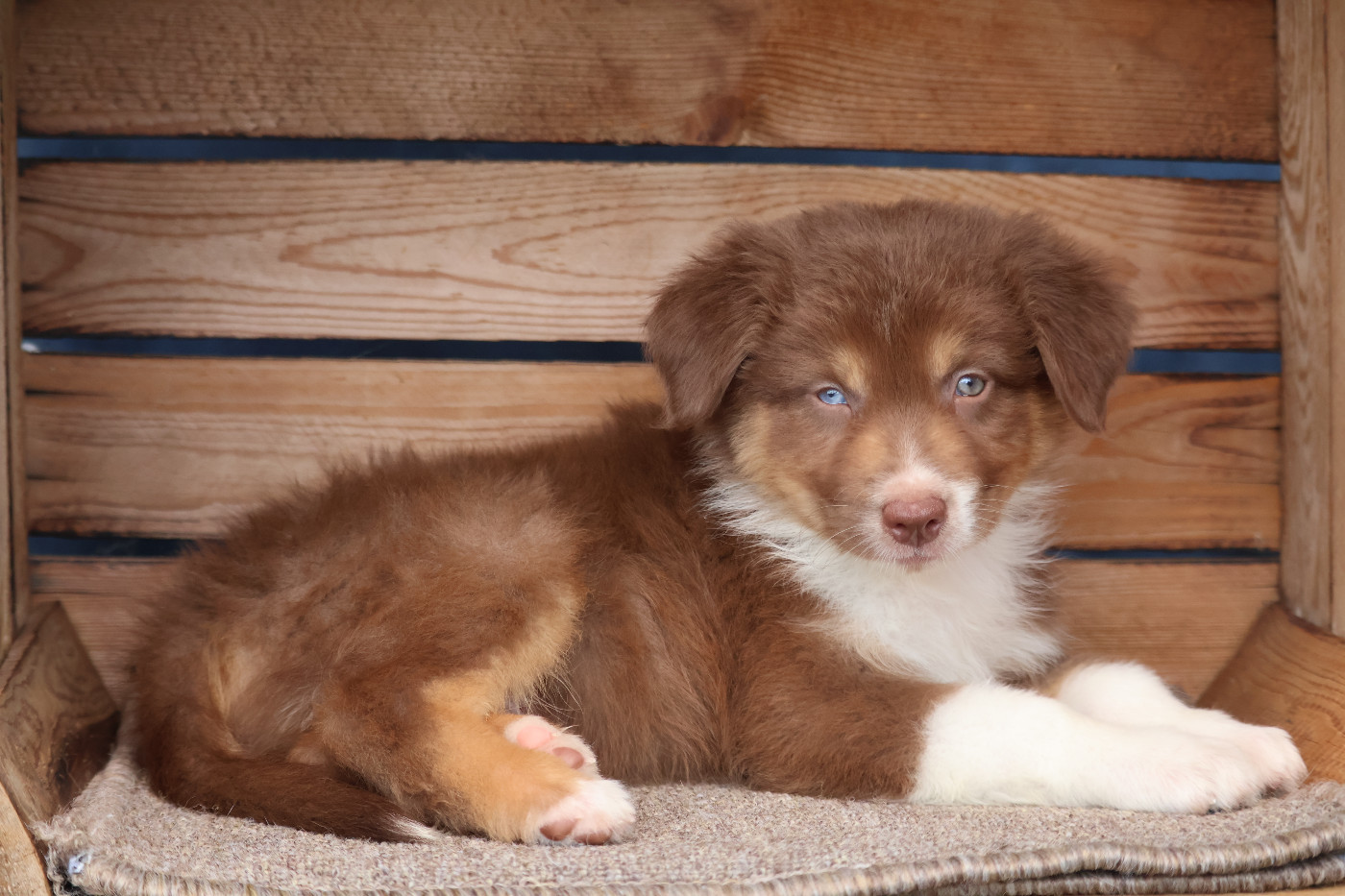 Des Highlands Du Sud - Chiots disponibles - Berger Australien
