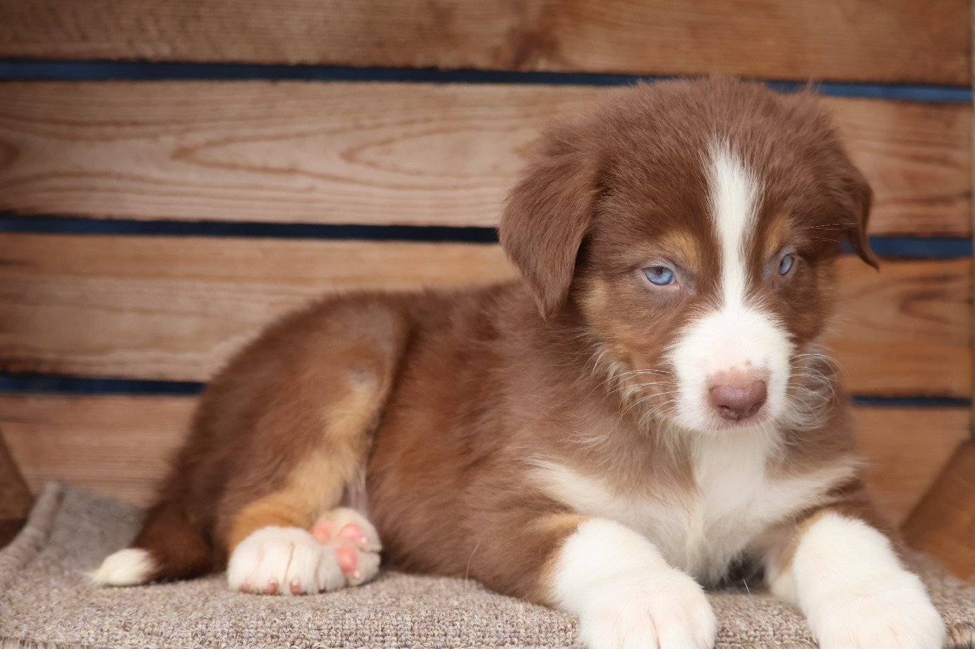 Des Highlands Du Sud - Chiots disponibles - Berger Australien