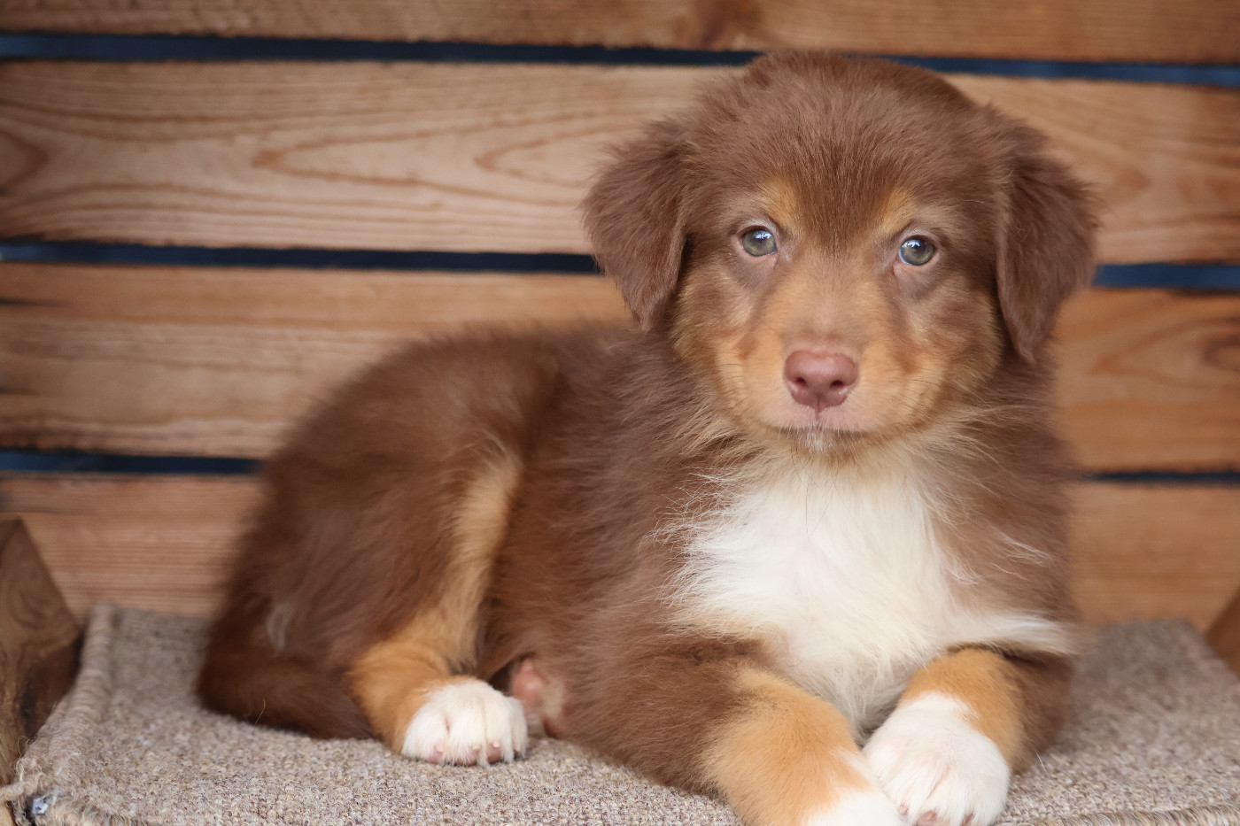 Des Highlands Du Sud - Chiots disponibles - Berger Australien