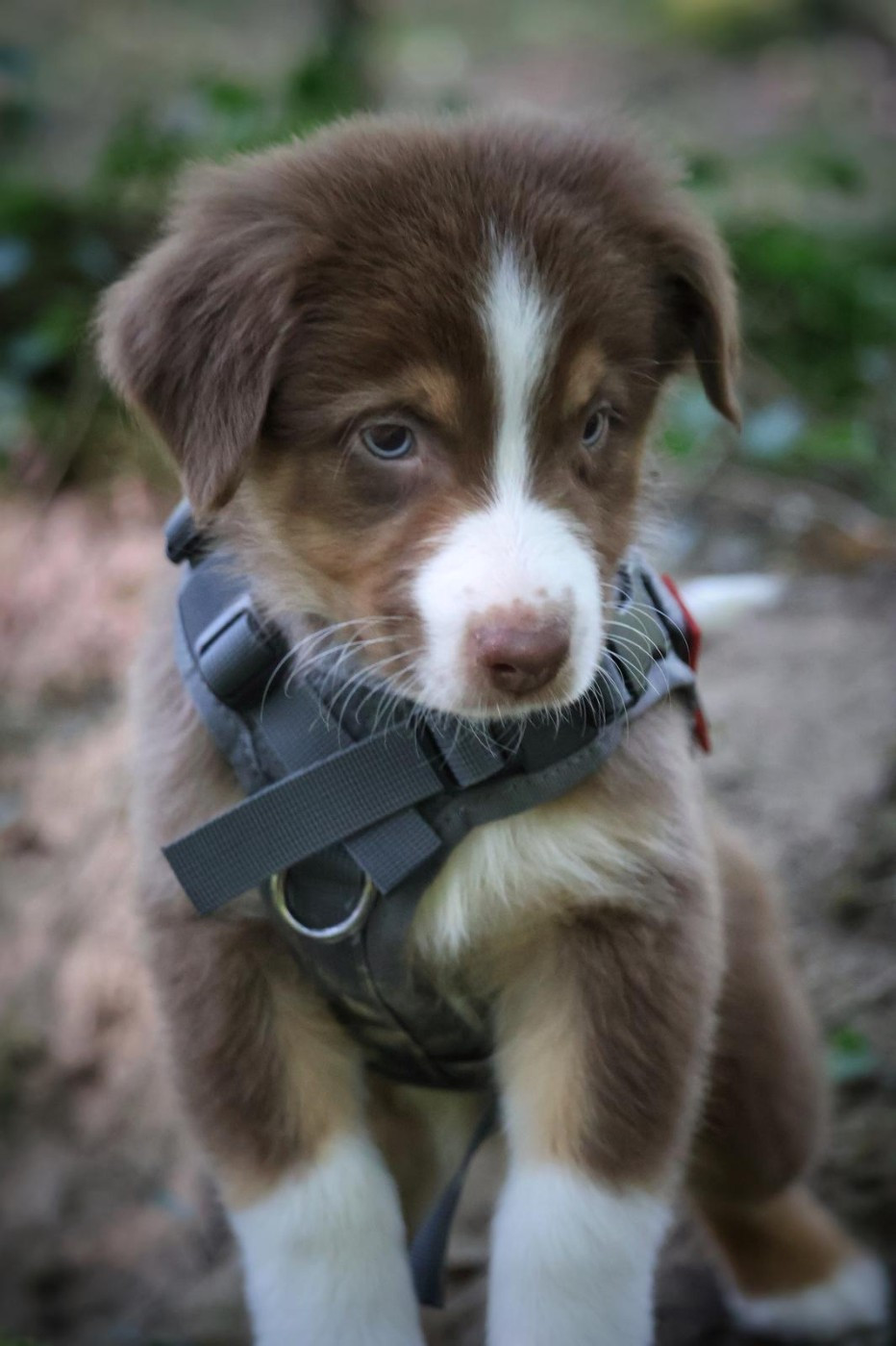 Des Highlands Du Sud - Chiots disponibles - Berger Australien