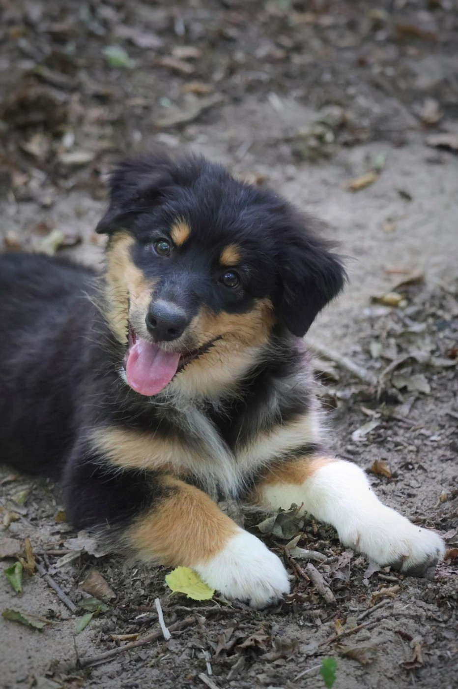Des Highlands Du Sud - Chiots disponibles - Berger Australien