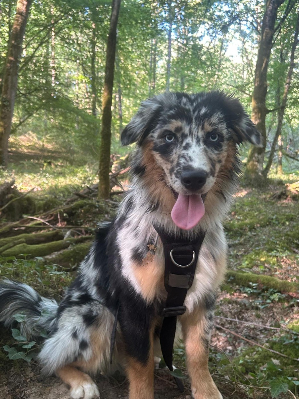 Des Highlands Du Sud - Chiots disponibles - Berger Australien