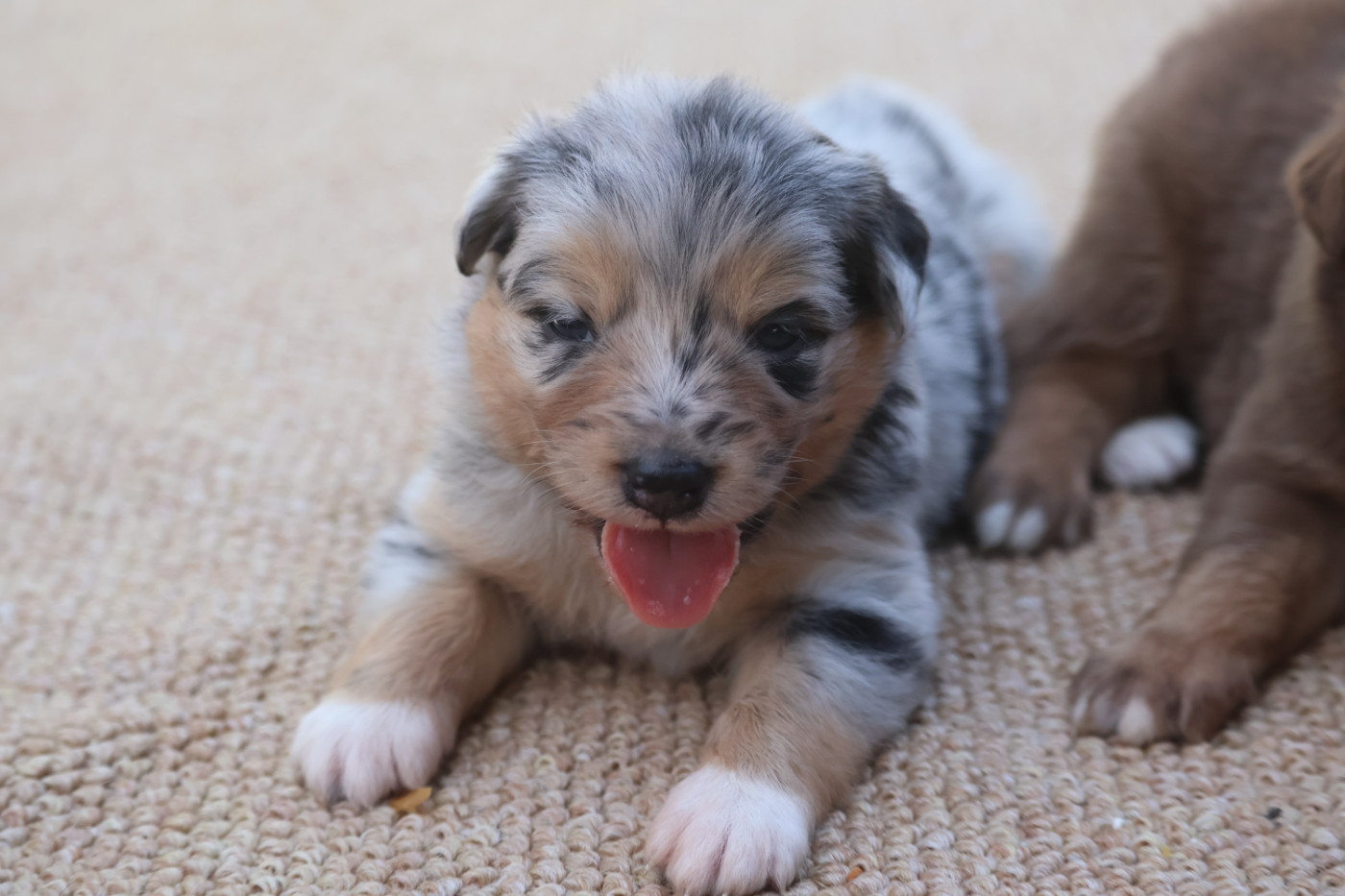 Des Highlands Du Sud - Chiots disponibles - Berger Australien