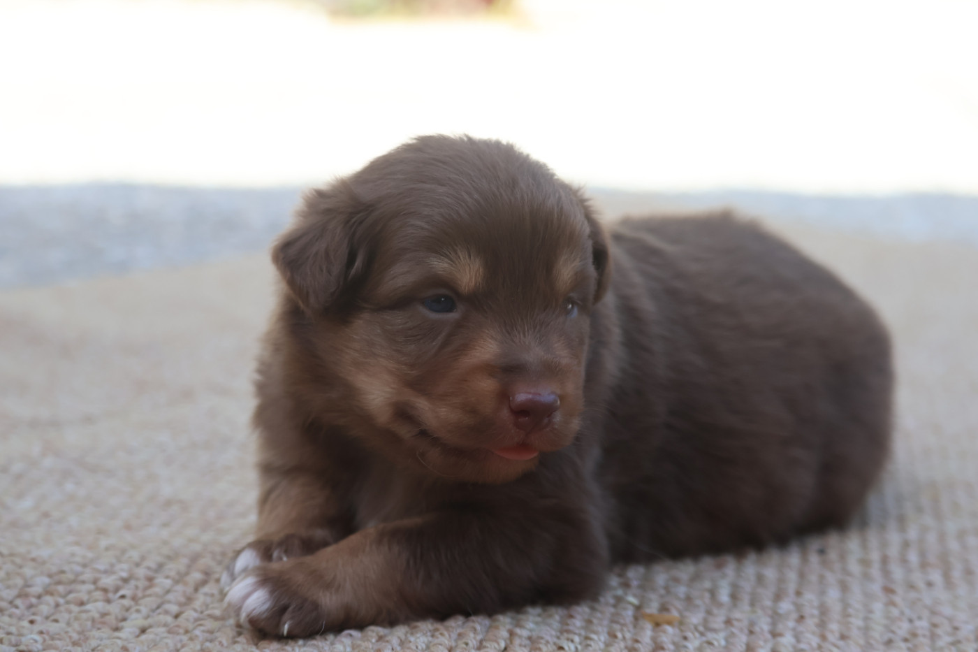 Des Highlands Du Sud - Chiots disponibles - Berger Australien