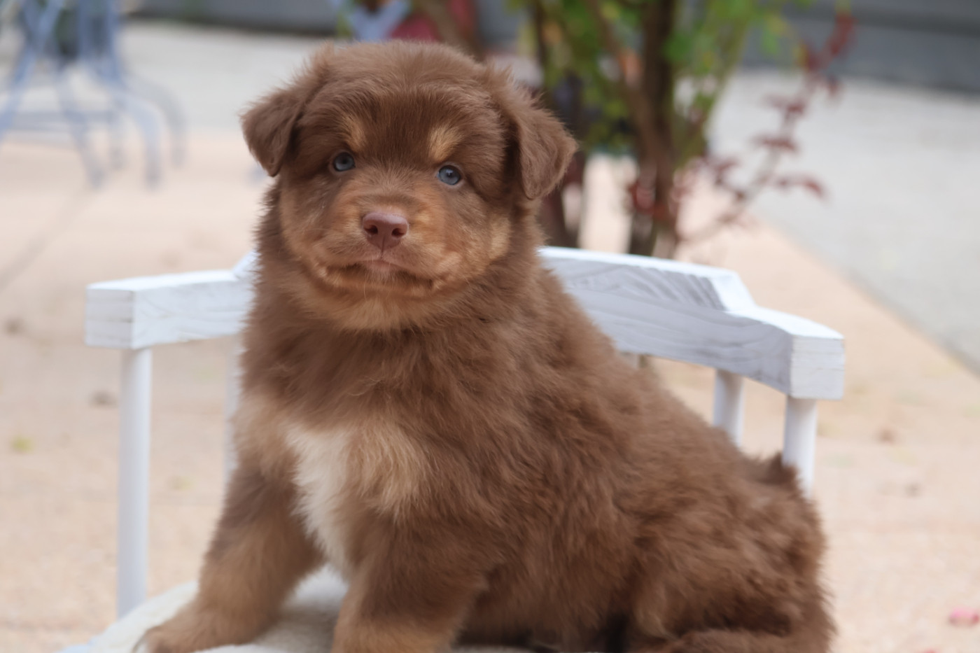 Des Highlands Du Sud - Chiots disponibles - Berger Australien