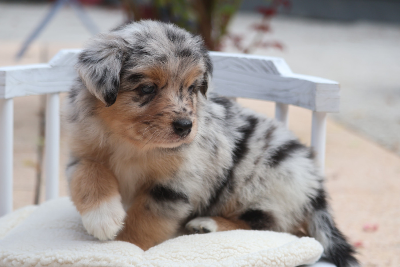 Des Highlands Du Sud - Chiots disponibles - Berger Australien