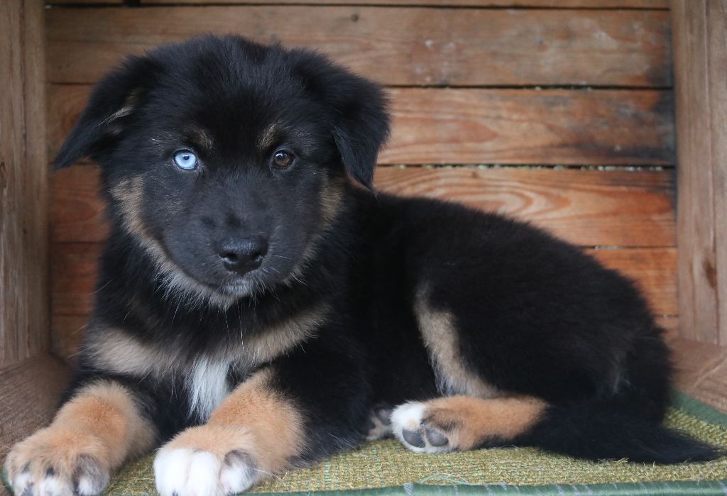 Des Highlands Du Sud - Chiots disponibles - Berger Australien