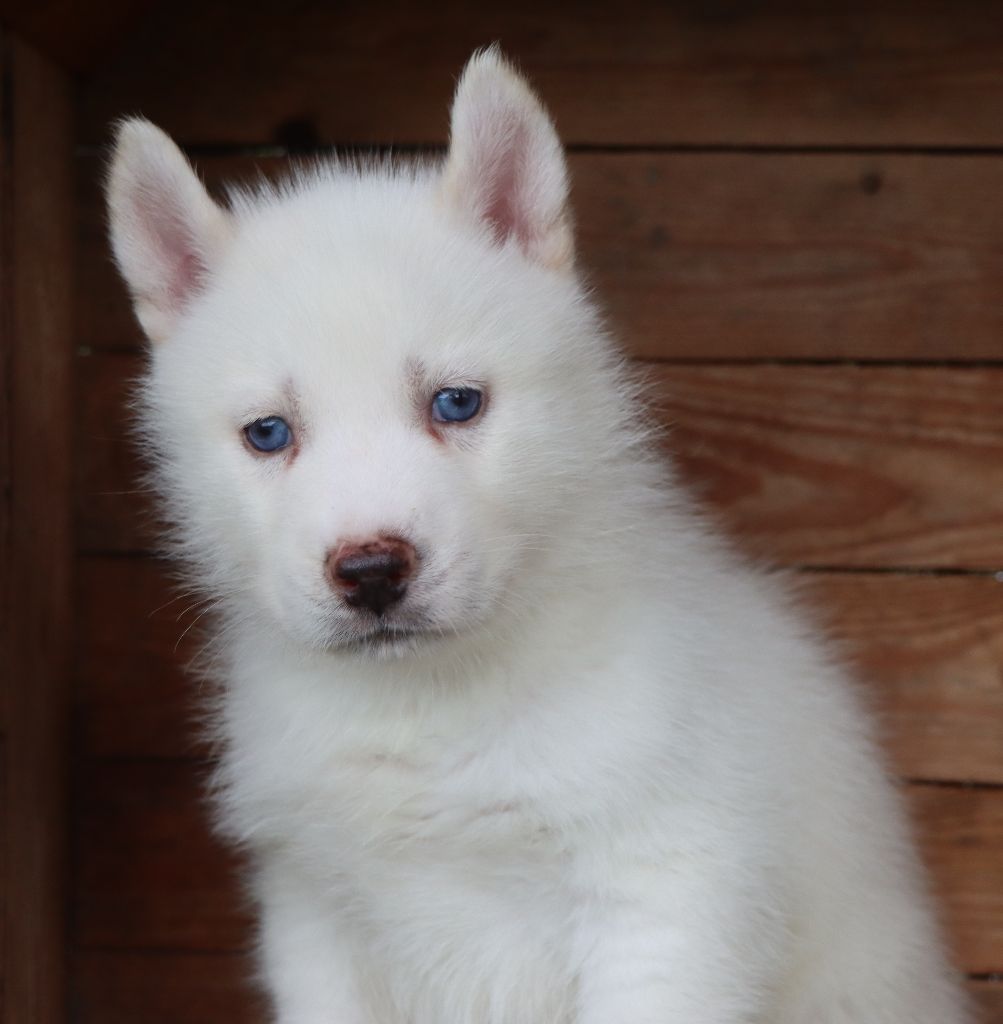 Des Highlands Du Sud - Chiots disponibles - Siberian Husky
