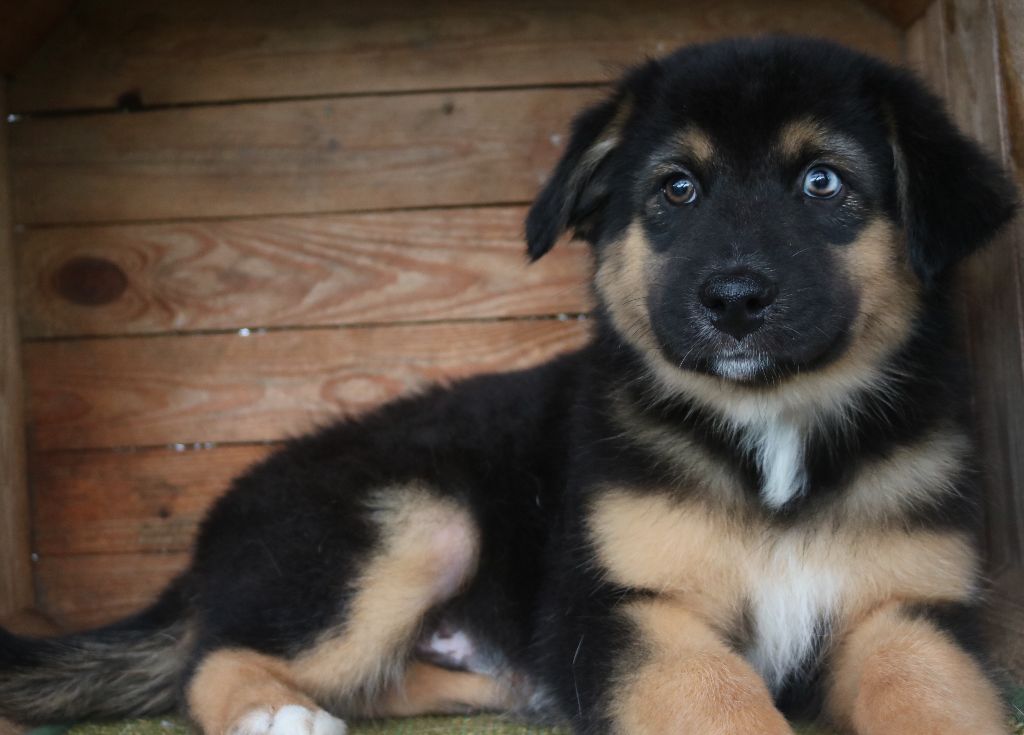 Des Highlands Du Sud - Chiots disponibles - Berger Australien