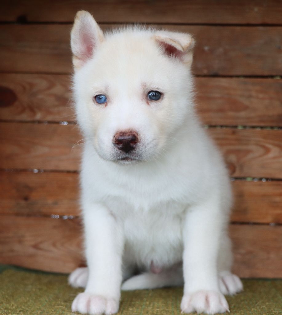 Des Highlands Du Sud - Chiots disponibles - Siberian Husky