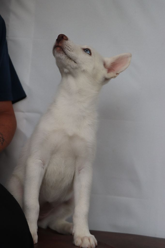 Des Highlands Du Sud - Chiots disponibles - Siberian Husky