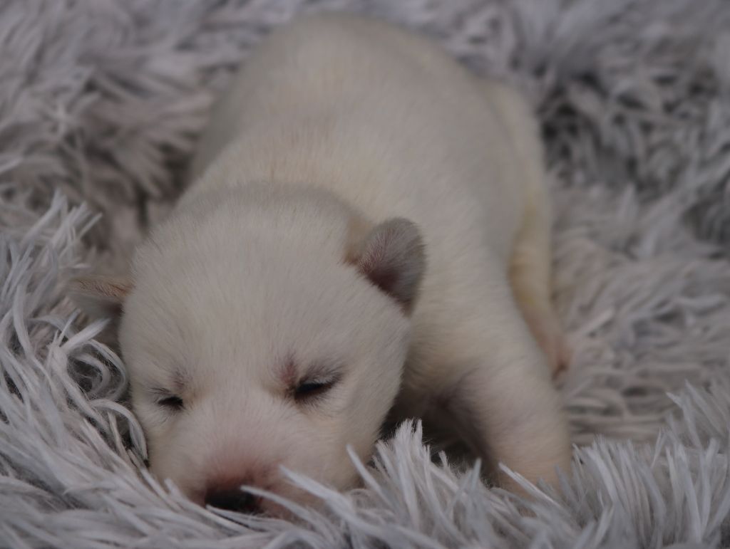 Des Highlands Du Sud - Chiots disponibles - Siberian Husky