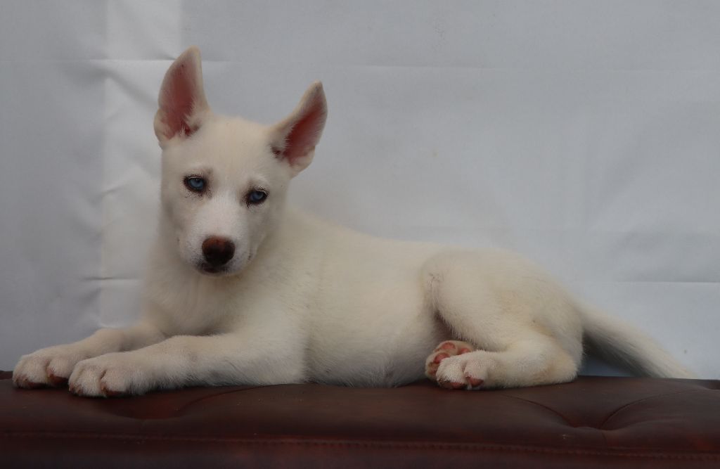 Des Highlands Du Sud - Chiots disponibles - Siberian Husky