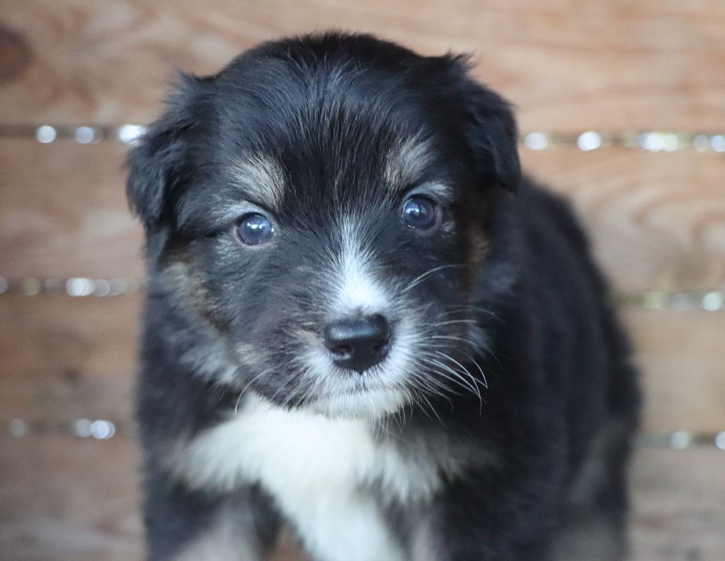 Des Highlands Du Sud - Chiots disponibles - Berger Australien