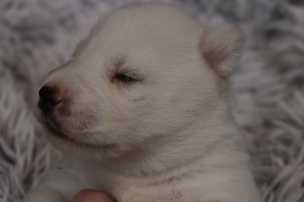 Des Highlands Du Sud - Chiots disponibles - Siberian Husky