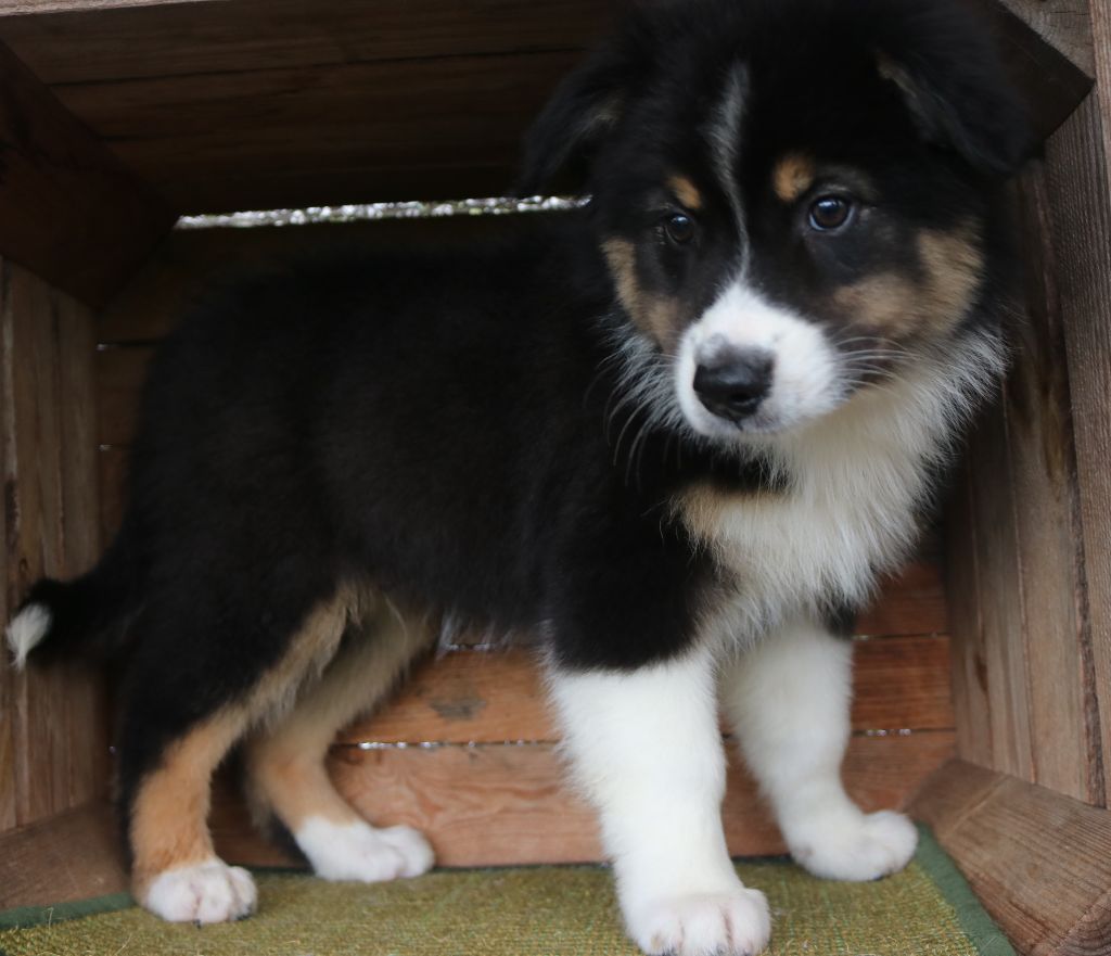 Des Highlands Du Sud - Chiots disponibles - Berger Australien