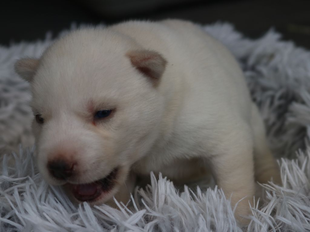 Des Highlands Du Sud - Chiots disponibles - Siberian Husky
