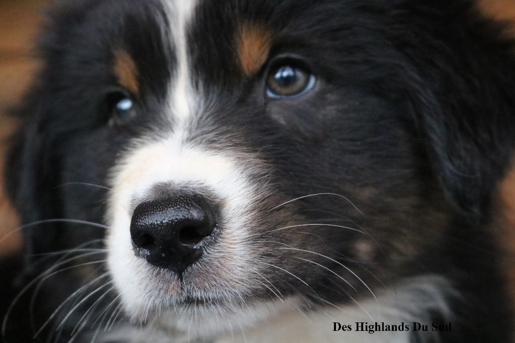 Chiot Berger Australien Des Highlands Du Sud