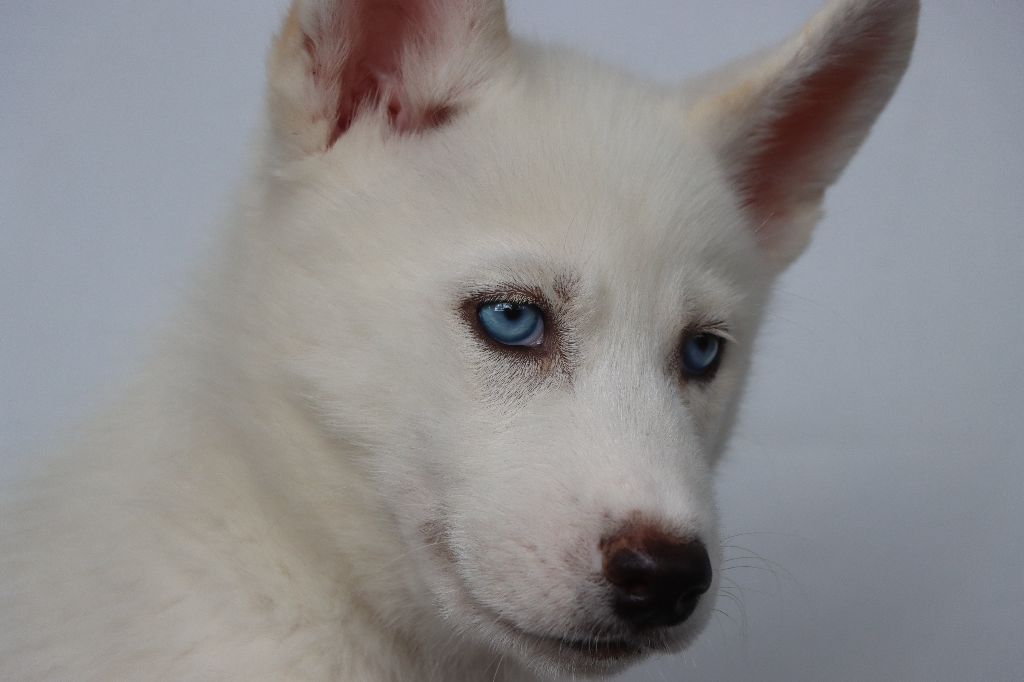 Des Highlands Du Sud - Chiots disponibles - Siberian Husky
