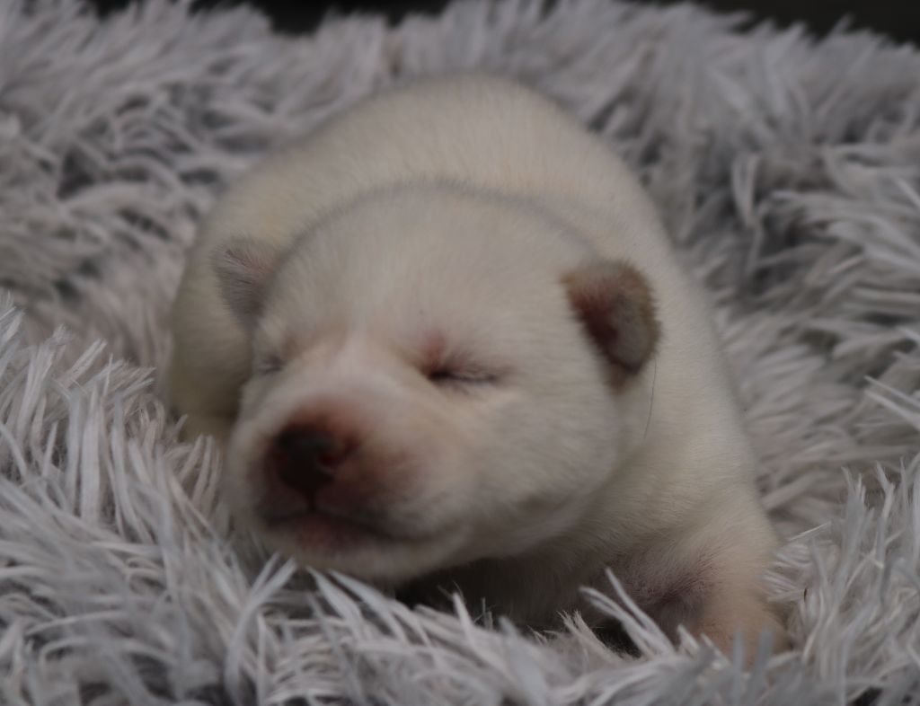 Des Highlands Du Sud - Chiots disponibles - Siberian Husky