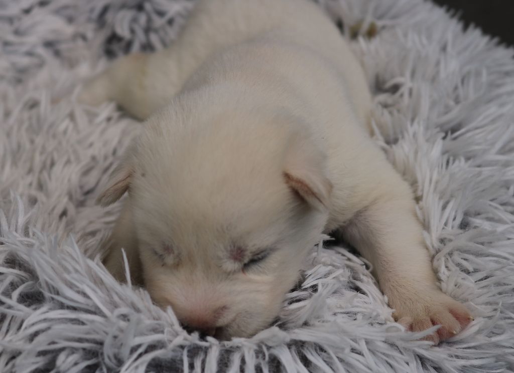 Des Highlands Du Sud - Chiots disponibles - Siberian Husky