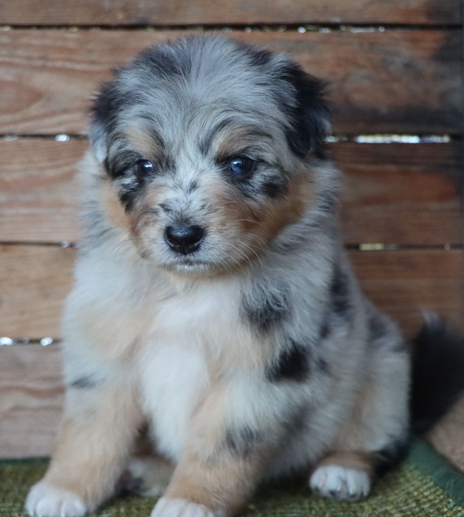 Des Highlands Du Sud - Chiots disponibles - Berger Australien