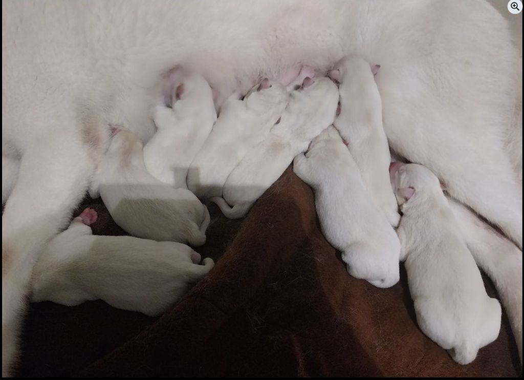 Chiot Siberian Husky Des Highlands Du Sud