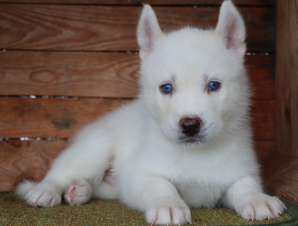 Des Highlands Du Sud - Chiots disponibles - Siberian Husky