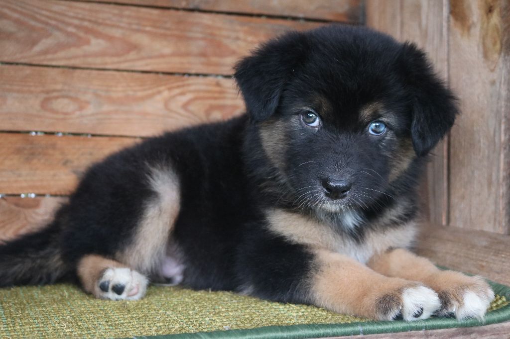 Des Highlands Du Sud - Chiots disponibles - Berger Australien