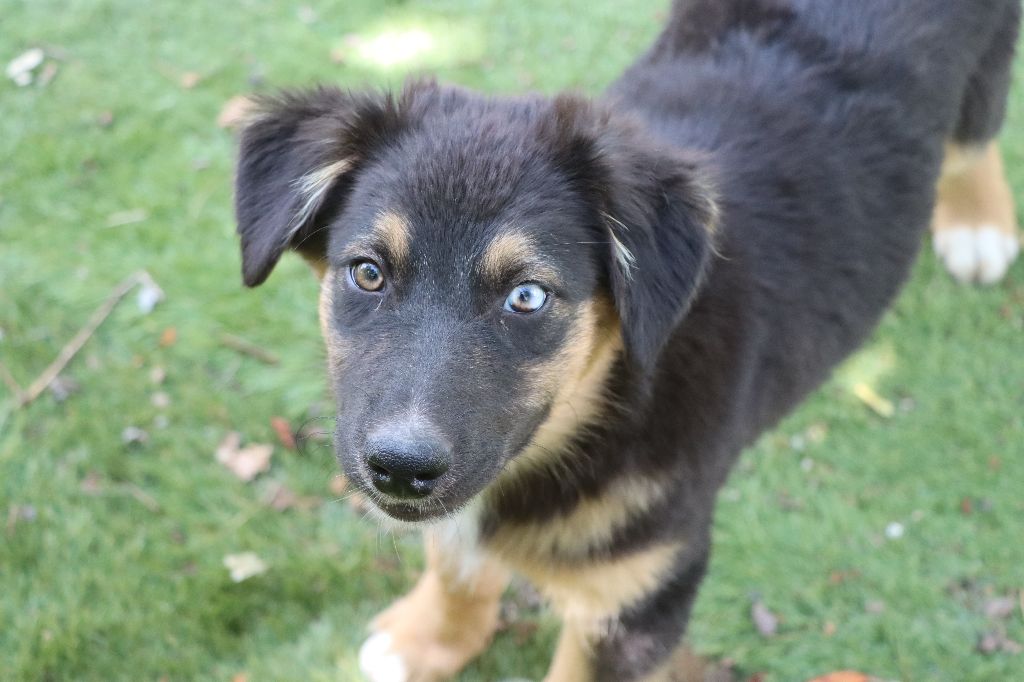 Des Highlands Du Sud - Chiots disponibles - Berger Australien