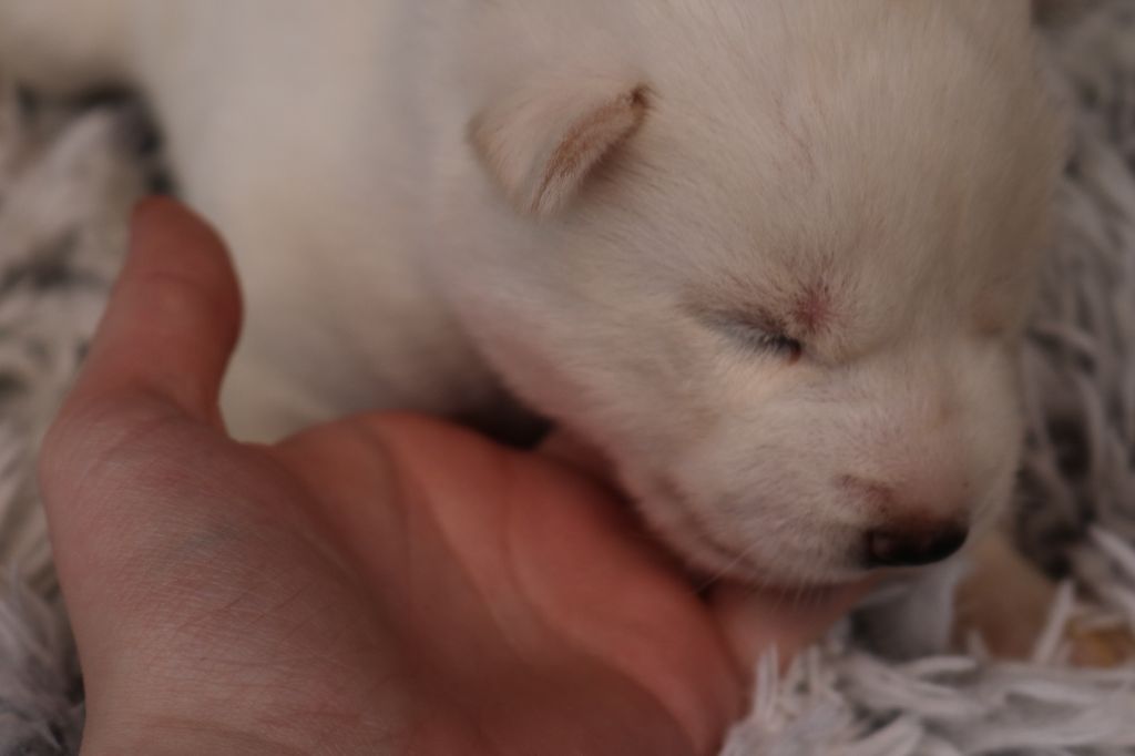 Des Highlands Du Sud - Chiots disponibles - Siberian Husky