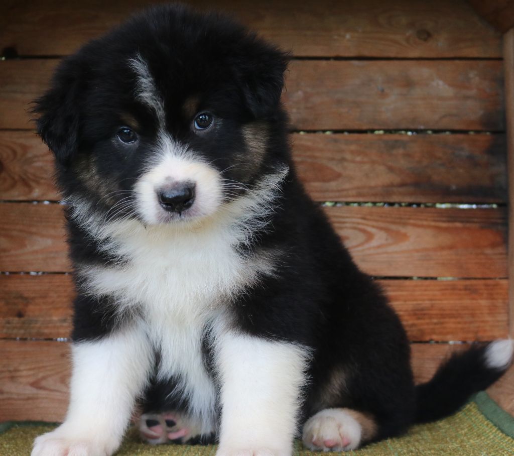 Des Highlands Du Sud - Chiots disponibles - Berger Australien
