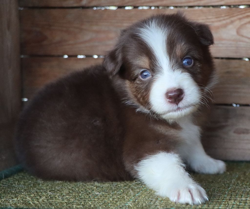 Des Highlands Du Sud - Chiots disponibles - Berger Australien