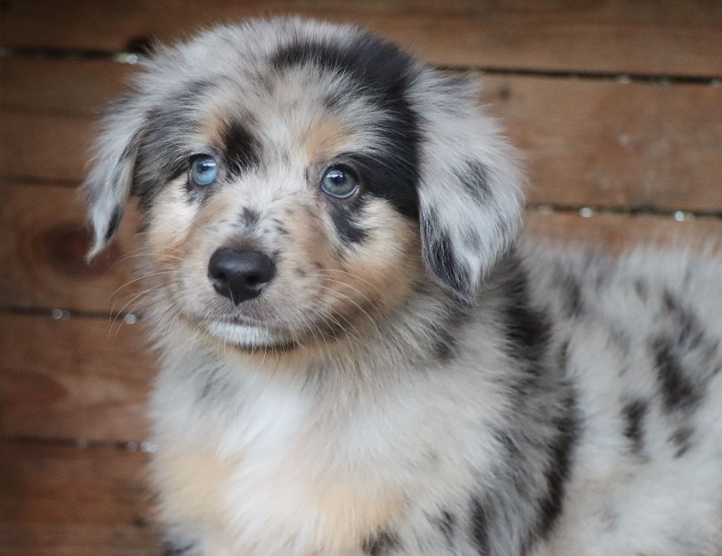 Des Highlands Du Sud - Chiots disponibles - Berger Australien