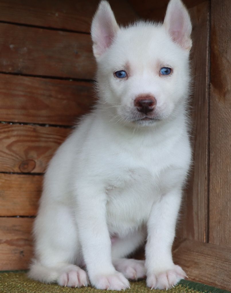 Des Highlands Du Sud - Chiots disponibles - Siberian Husky